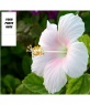 Ttwitter background with your photo and a hibiscus flower in the background