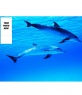 Twitter background of an ocean with dolphins, customizable with your own photo