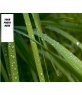 Background for twitter of wet grass, customizable with your photo