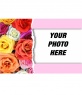 Postcard colored roses. Valentine's days