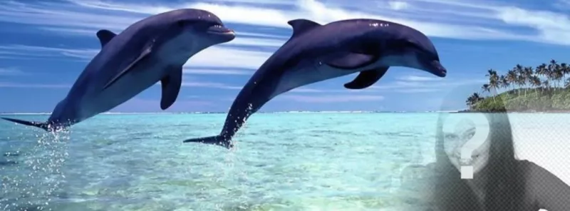 Cover photo for Facebook of dolphins jumping with customizable background with your..
