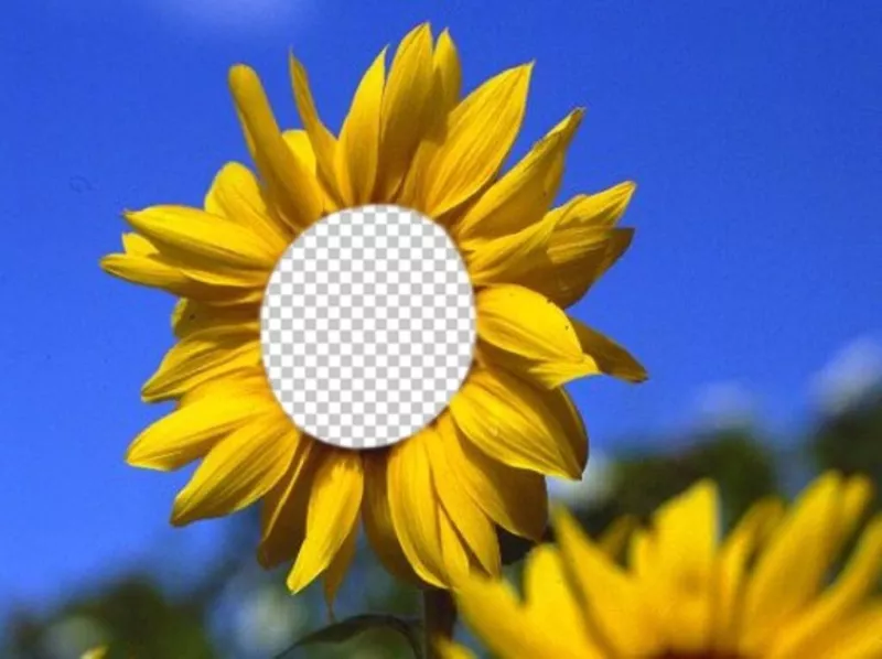 Funny photomontage to put your face on a beautiful sunflower ..