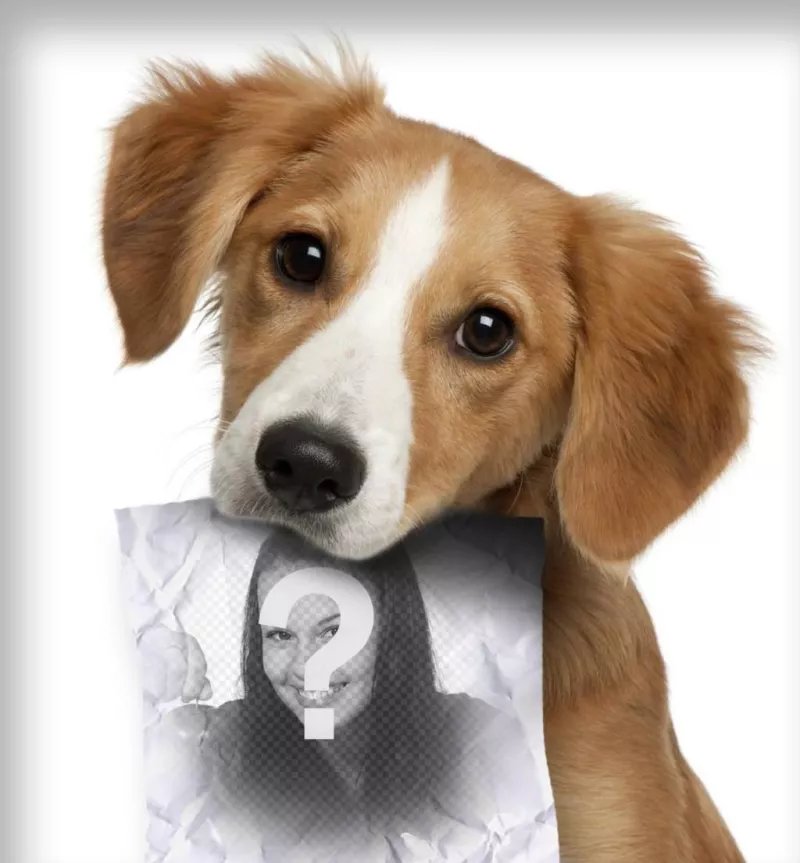 Photomontage with sad puppy dog ​​looking for his owner who has a role in the mouth where you can upload a..