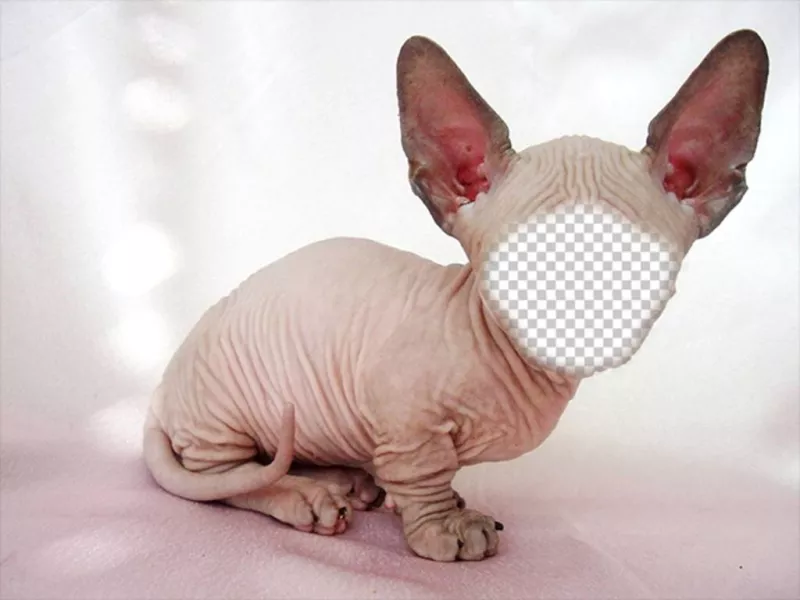 Photomontage of a bald Sphynx cat with big ears where you can put your face ..