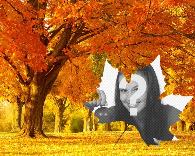 Photo collage of autumn with a background of trees and a leaf shaped frame.  ..