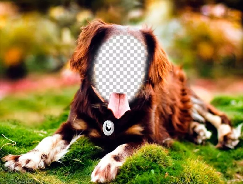 Put your face on a dog posing with this online photomontage ..