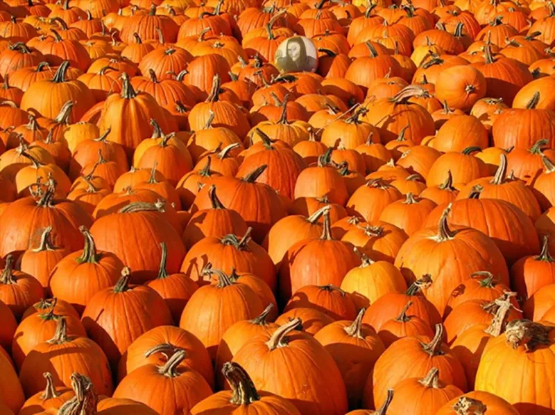 Play with this picture to hide an image in a pile of pumpkins ..