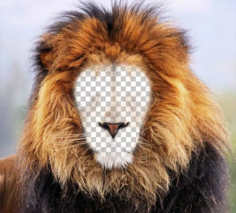 Photomontage of a lion to put your face online ..