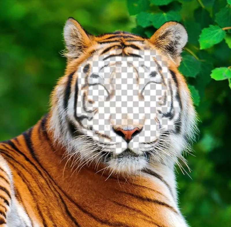 Photomontage of a tiger to upload your picture on his face ..