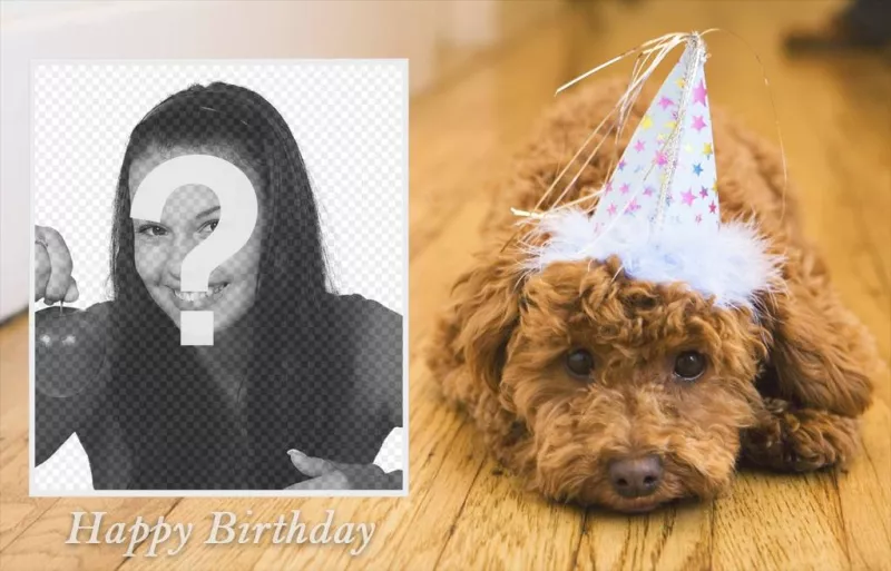 Photo effect of birthday with a dog for your photo ..