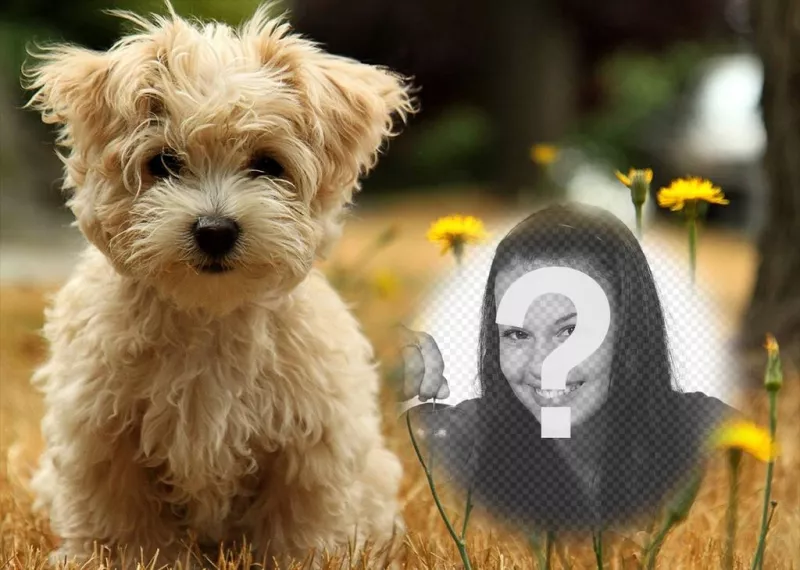 Photo effect with a cute puppy where you can add your photo for free ..