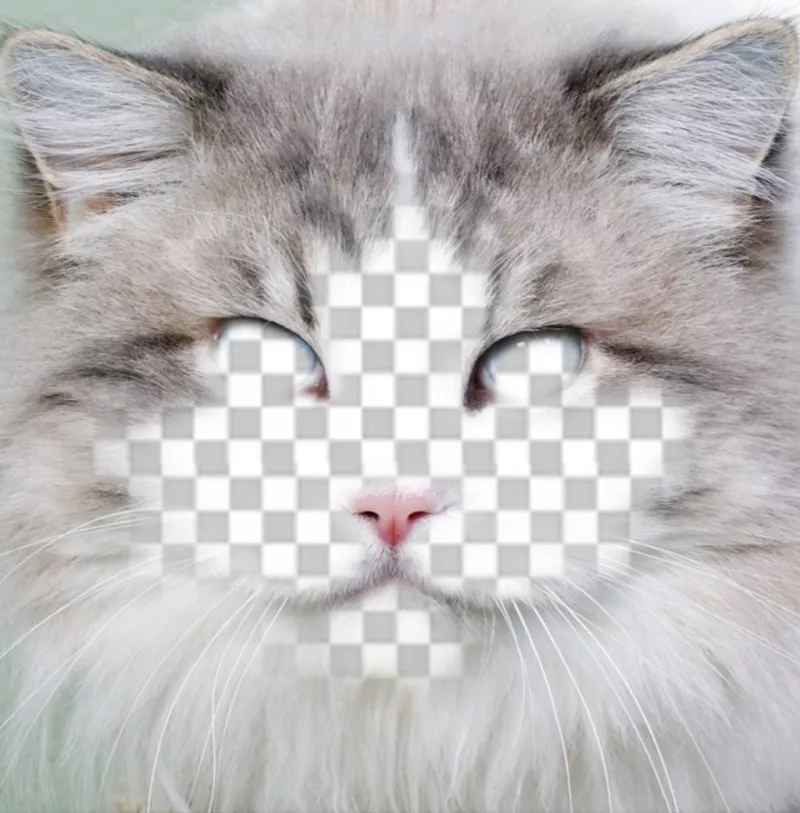 Put your face in the face of a cat editing this free effect ..