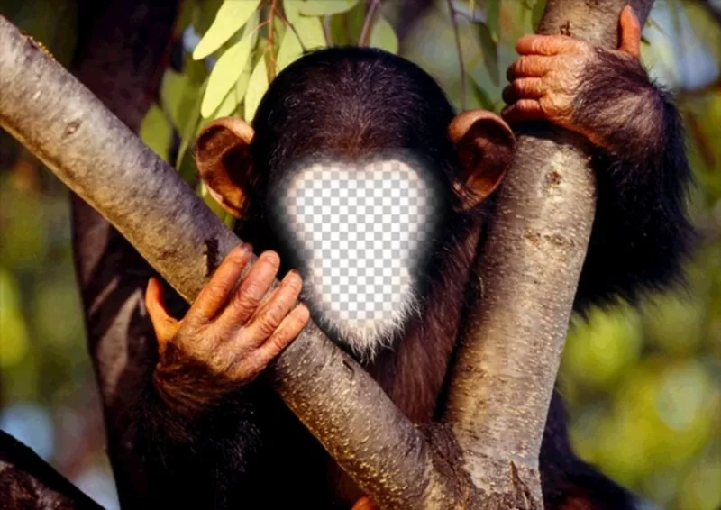Fun effect to put your face to a monkey online ..
