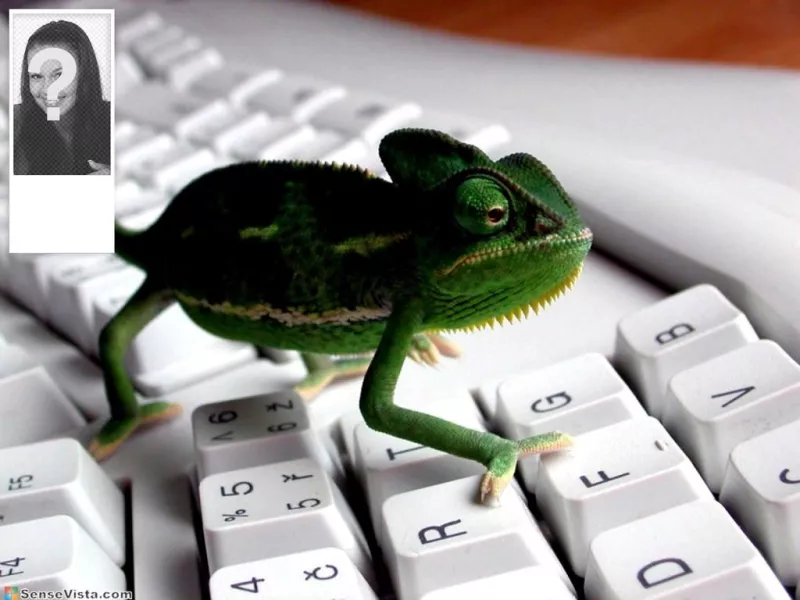 Background for twitter with a image of a chameleon in a keyboard. Customize with your photo on the..