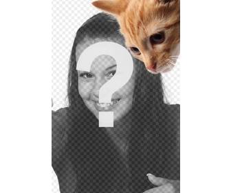 add kitten to ur photos and also also to customize them easily