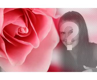 romantic photomontage with pink rose and blurry background where u can overlay photo of urself or ur partner