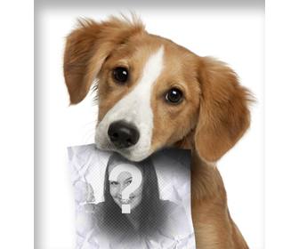 photomontage with sad puppy dog ​​looking for his owner who has role in the mouth where u can upload photo