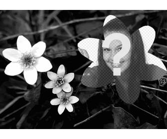 collage with photo of black and white flowers and photo uploaded by u flower shaped too