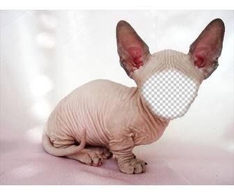 photomontage of bald sphynx cat with big ears where u can put ur face