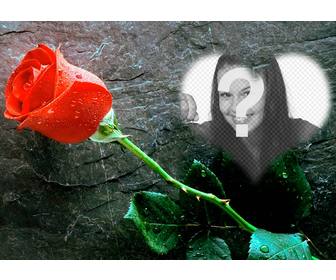 put photo inside heart with rose next with this love photo effect that u can send as postcard