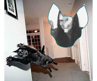 photomontage with cat jumping as if it were an explosion