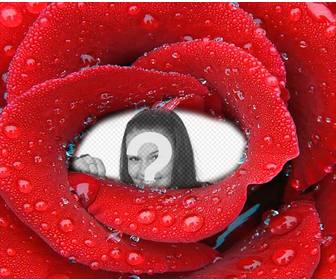 photomontage with enclosed photo inside fresh rose