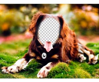 put ur face on dog posing with this online photomontage