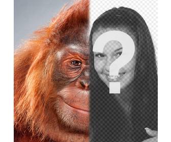 photo montage with half ur face turned into an orangutan