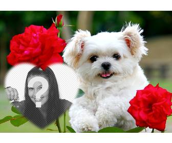 free effect of love with cute puppy and red flowers to add ur photo