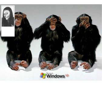 monkeys doing the signs of not listening not seeing not hearing to set background for twitter with ur photo