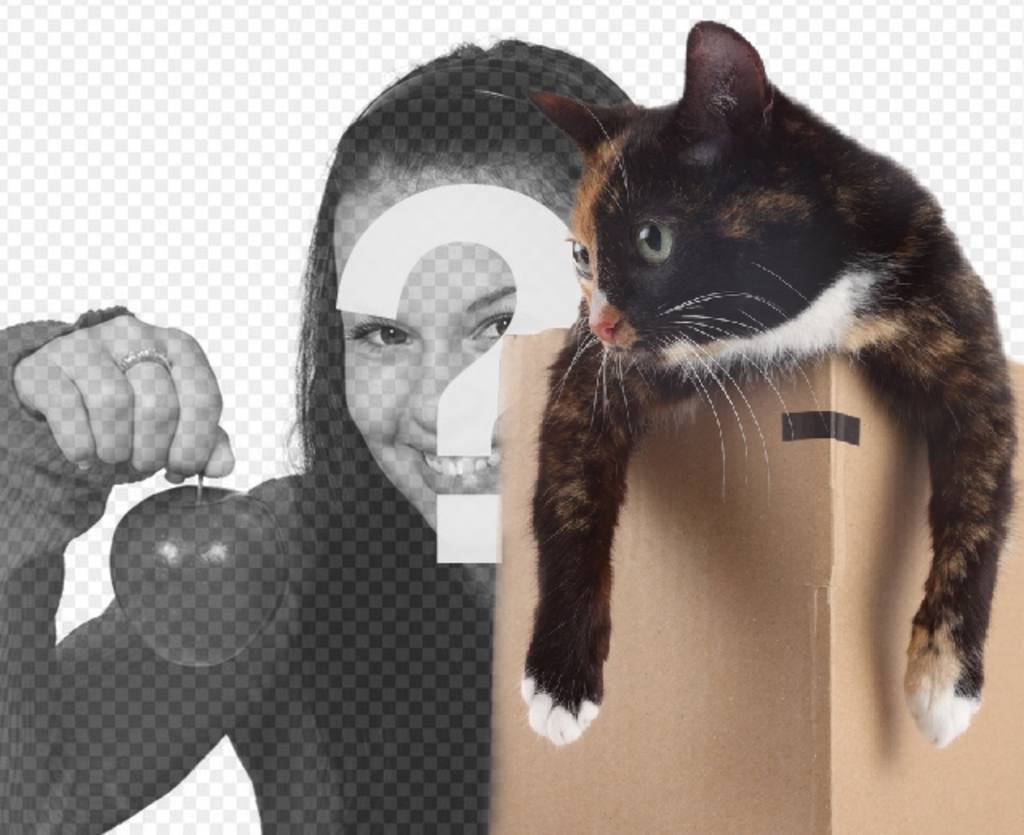 Photomontage to put a kitty in a box in one of your..