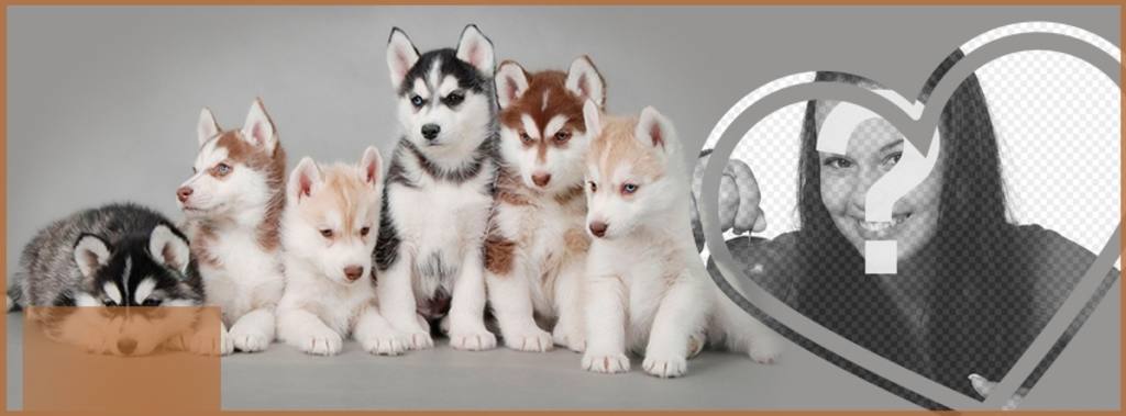 Customize your Facebook profile with a cover full of husky puppy and your photo. ..
