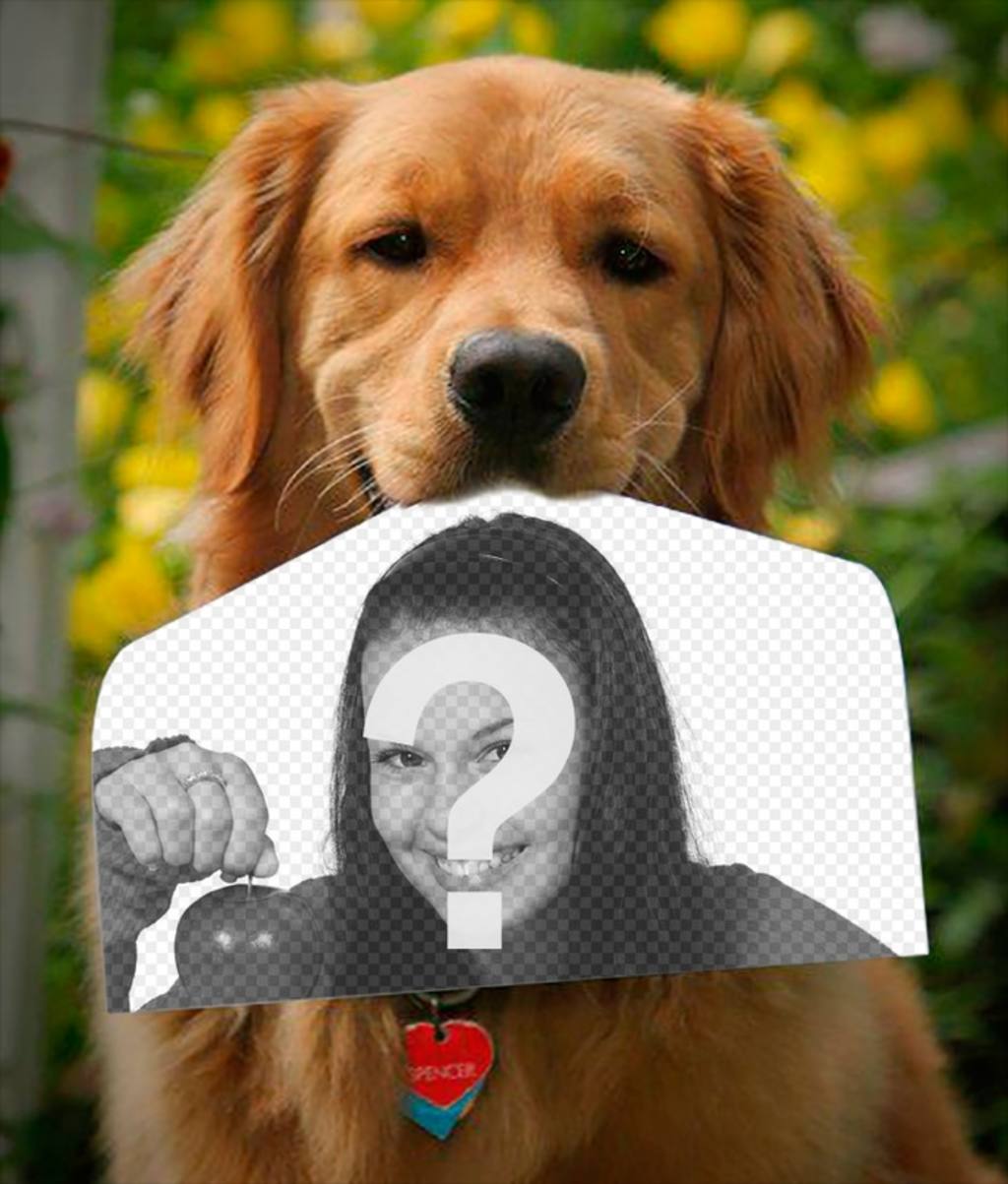 Photomontage with a dog holding a photograph with his nose in a funny way. ..