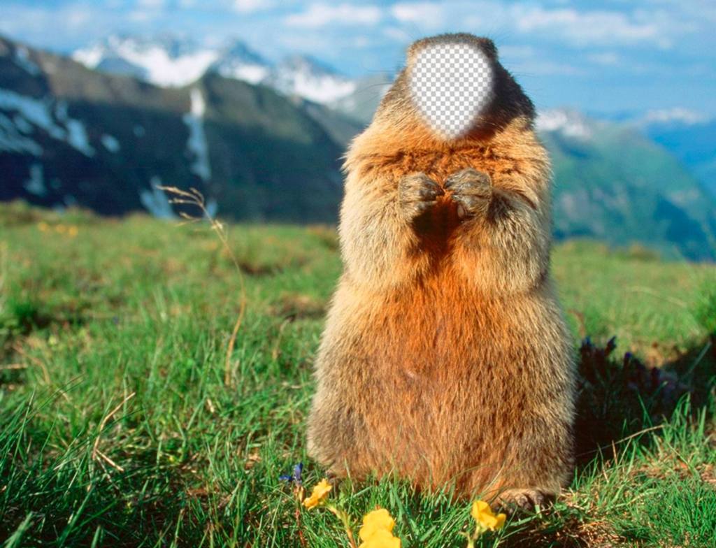 funny photomontage with your face in a beaver looking at the camera. ..