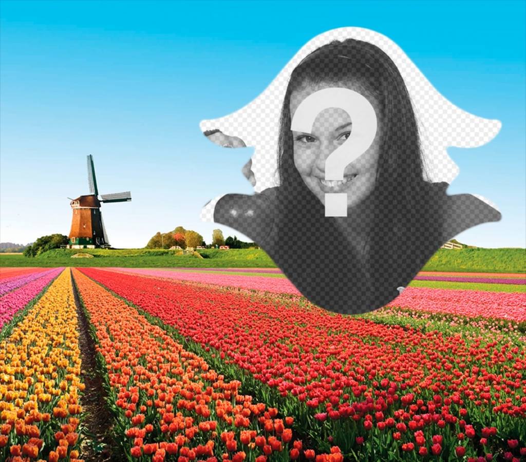 Postcard of Holland with tulips ..