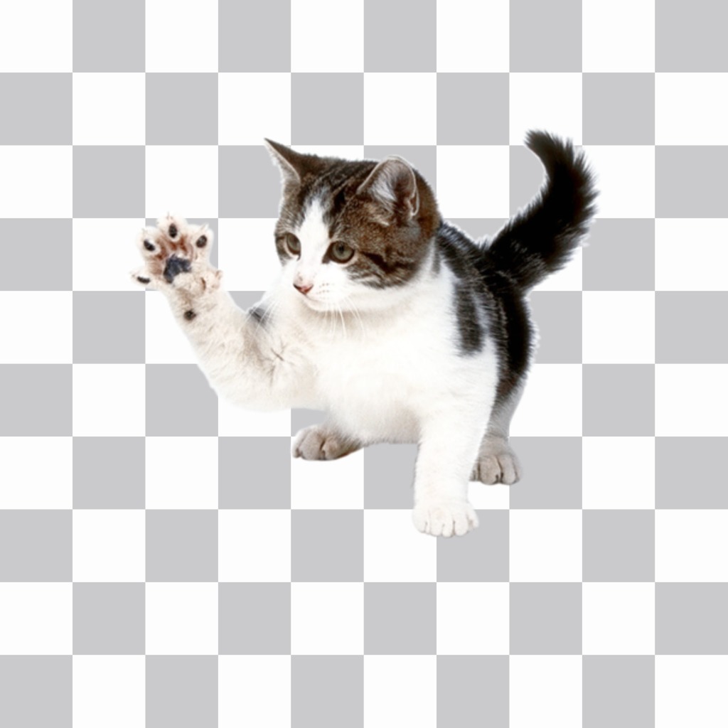 Clawing cat sticker to put your photos online. ..
