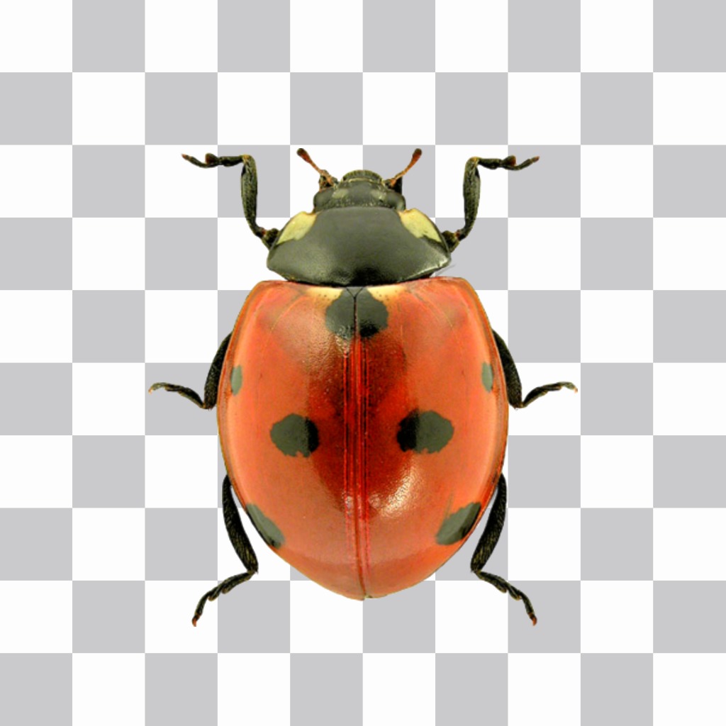 Photomontage to put a ladybug in your photos.  ..