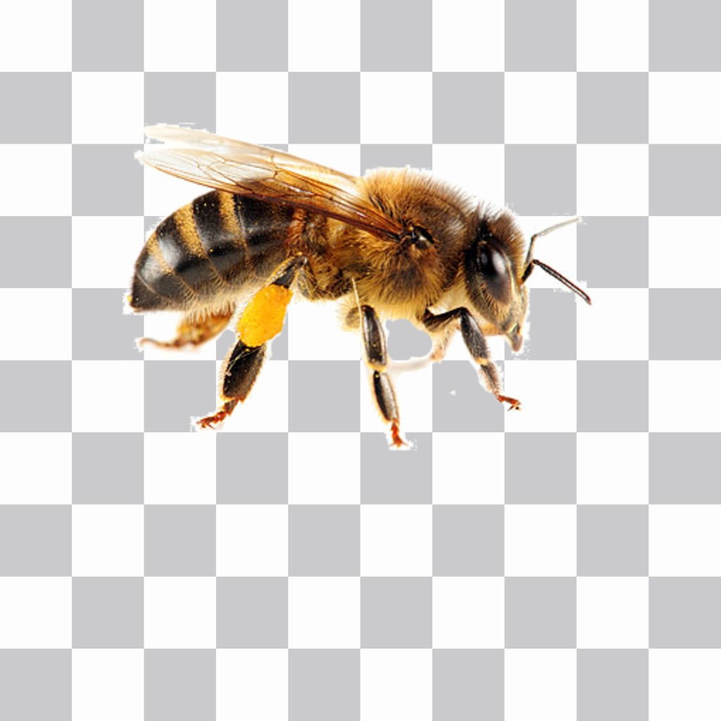 A bee sticker that you can put on your photos very easily ..