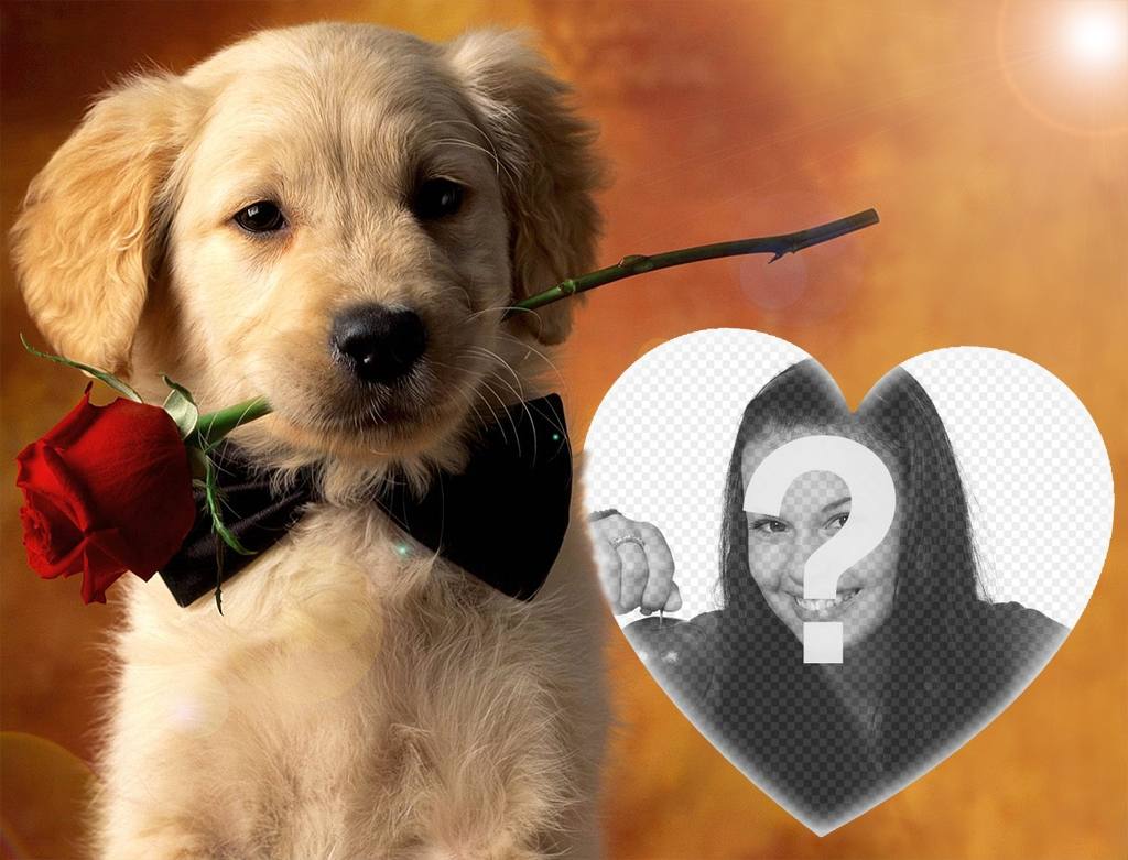 Upload your photo to this effect with a gentle dog and a rose ..