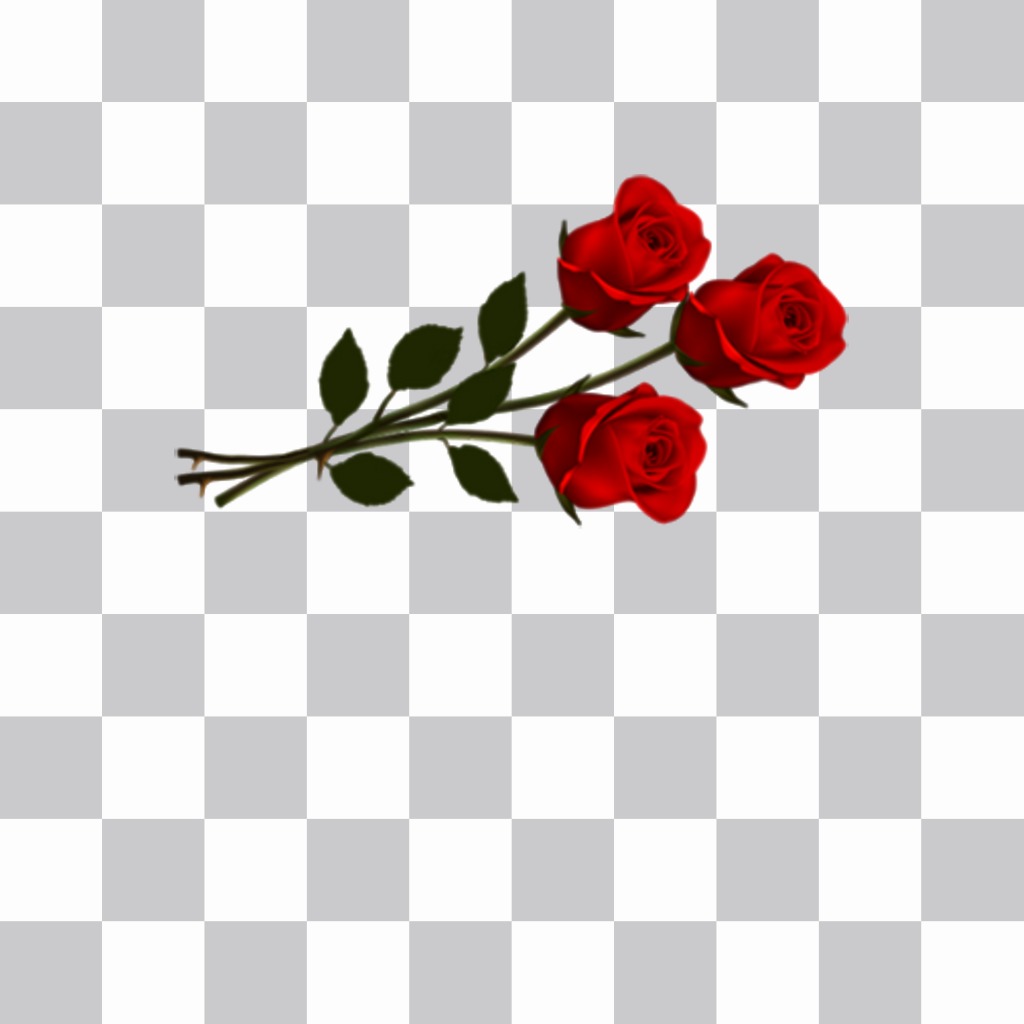 Beautiful red roses to decorate your pictures ..