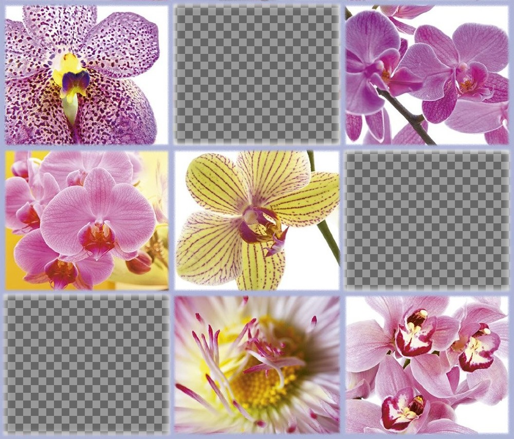 Free collage with beautiful flowers to add three of your photos ..