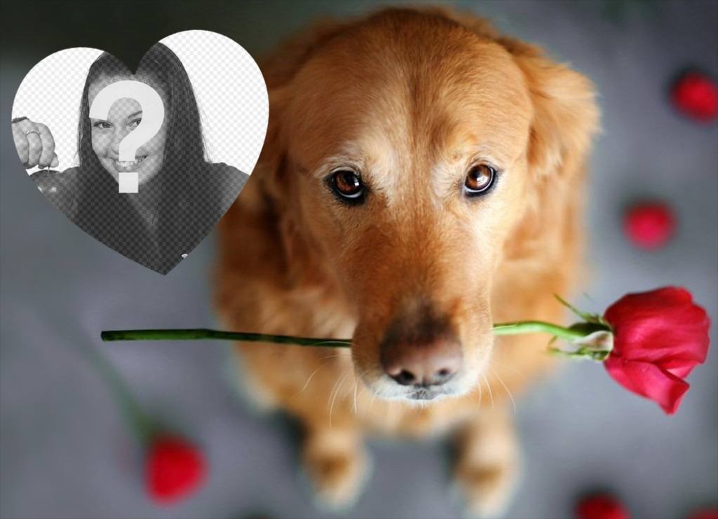Romantic photo effect with a dog and a rose to add your photo ..