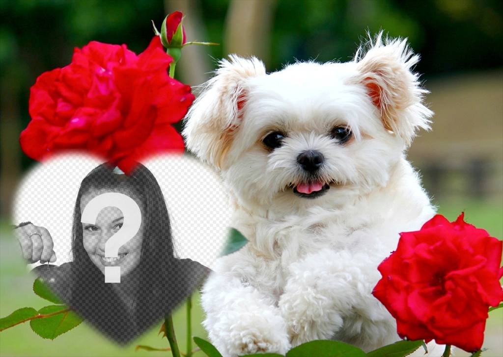 Free effect of love with a cute puppy and red flowers to add your photo ..