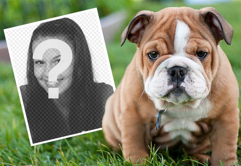 Online effect with an English Bulldog where you can add your photo ..