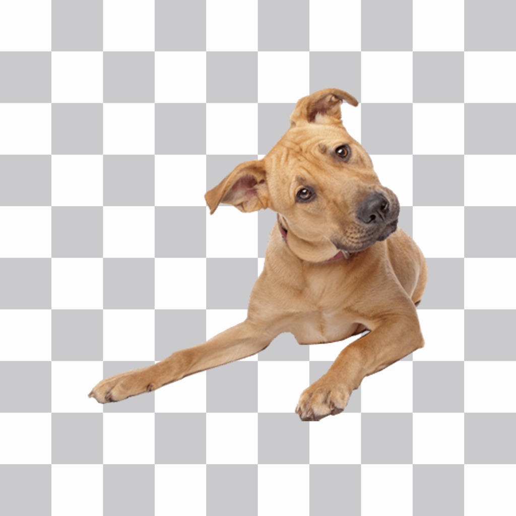 Sticker of a playful dog to paste on your photos and decorate it ..