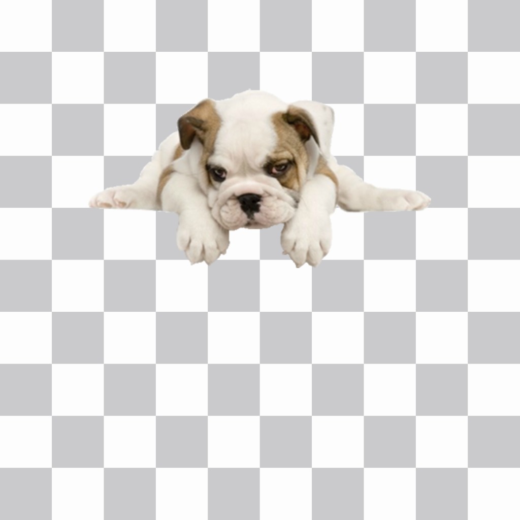 Sticker of a bull dog puppy that you can add in your photos ..