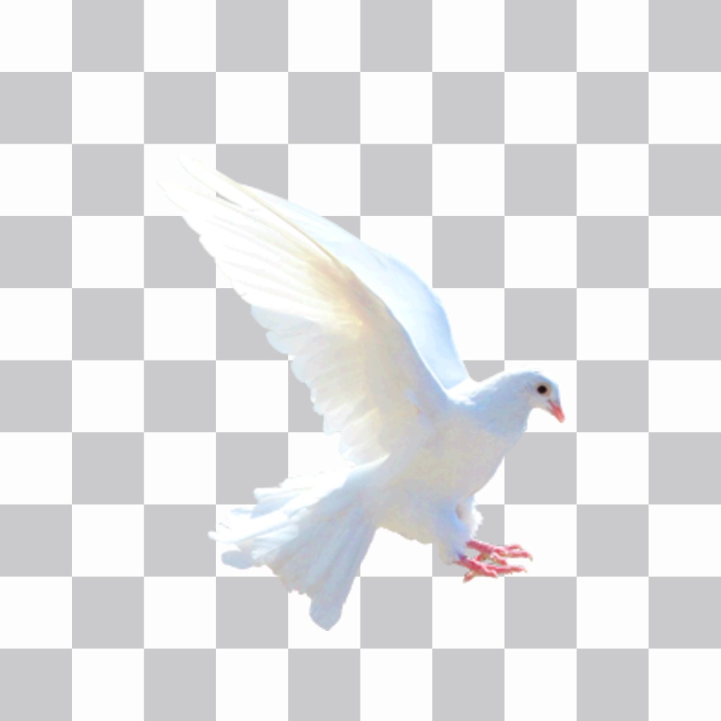 White dove sticker to put on your photos without downloading anything. ..