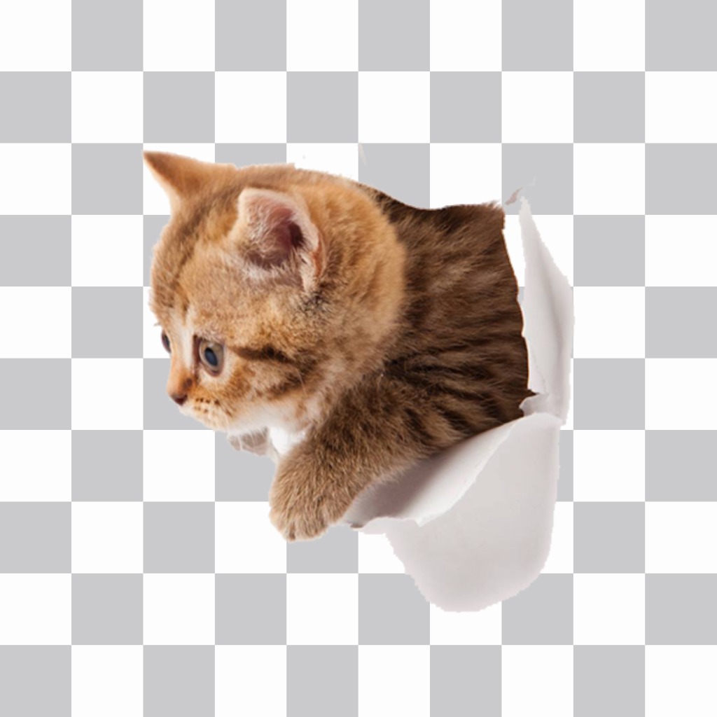 Sticker of a kitten with effect that is coming out of your photo. ..