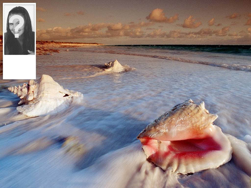 Background for your twitter account of shells on the beach. You can put your photo on the..