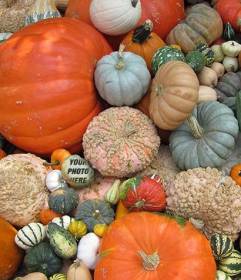 Hide your photo between these pumpkins and share with friends 